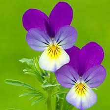 Attēlu rezultāti vaicājumam “Viola x williamsii flower”