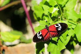 Attēlu rezultāti vaicājumam “Nymphalidae”
