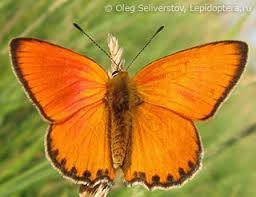 Attēlu rezultāti vaicājumam “Lycaena virgaureae”