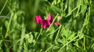 Attēlu rezultāti vaicājumam “Lathyrus tuberosus flower”