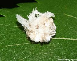 Attēlu rezultāti vaicājumam “Chrysopidae larva”