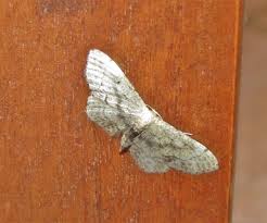 Attēlu rezultāti vaicājumam “Idaea dimidiata”