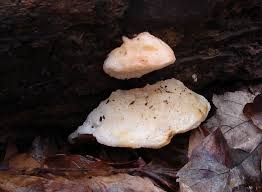 Attēlu rezultāti vaicājumam “Climacocystis borealis”