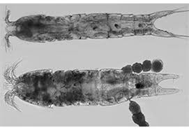 Attēlu rezultāti vaicājumam “Copepoda”