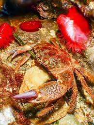 Image result for Eriphia verrucosa