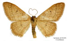 Attēlu rezultāti vaicājumam “Idaea straminata”