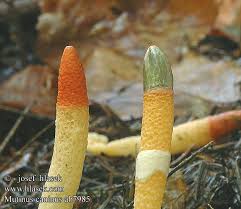 Attēlu rezultāti vaicājumam “Mutinus caninus”