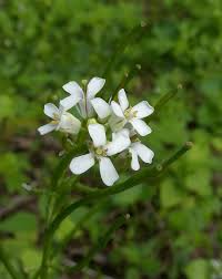 Attēlu rezultāti vaicājumam “Alliaria petiolata”