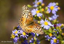 Attēlu rezultāti vaicājumam “Euphydryas maturna pupa”