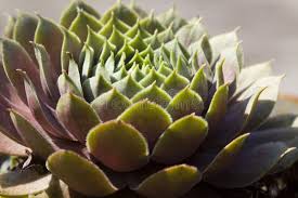 Attēlu rezultāti vaicājumam “Jovibarba globifera leaf”