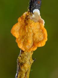 Attēlu rezultāti vaicājumam “Diderma spumarioides macro”