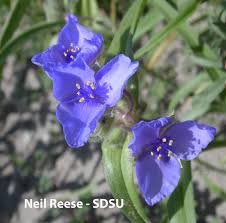 Attēlu rezultāti vaicājumam “Commelinaceae”