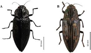 Attēlu rezultāti vaicājumam “Chalcophora mariana”