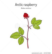 Attēlu rezultāti vaicājumam “Rubus arcticus”
