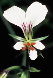 Attēlu rezultāti vaicājumam “Conardia compacta macro”