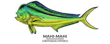 Image result for Coryphaena hippurus