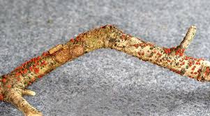 Attēlu rezultāti vaicājumam “Nectria cinnabarina”