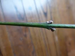 Attēlu rezultāti vaicājumam “Euonymus europaeus bud”