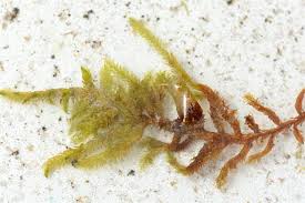 Attēlu rezultāti vaicājumam “Scorpidium scorpioides”