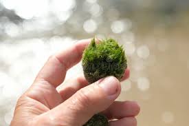 Imagini pentru Cladophora aegagropila