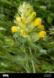 Attēlu rezultāti vaicājumam “Rhinanthus serotinus flower”