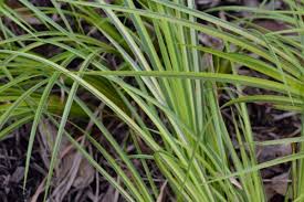 Image result for Acorus calamus