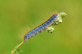 Attēlu rezultāti vaicājumam “Malacosoma castrensis larva”