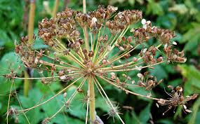 Attēlu rezultāti vaicājumam “Heracleum sosnowskyi fruit”