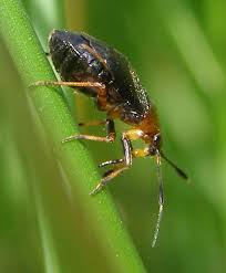 Attēlu rezultāti vaicājumam “Capsus ater”