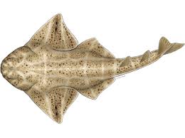 Image result for Squatina squatina