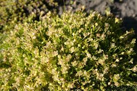 Attēlu rezultāti vaicājumam “Sagina procumbens”