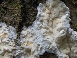 Attēlu rezultāti vaicājumam “Skeletocutis odora”