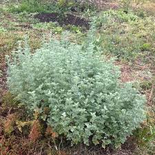 Attēlu rezultāti vaicājumam “Artemisia absinthium flower”