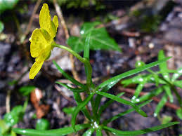 Attēlu rezultāti vaicājumam “Ranunculus auricomus leaf”