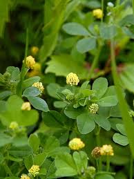 Attēlu rezultāti vaicājumam “Medicago lupulina”