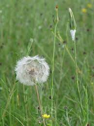 Image result for Tragopogon pratensis