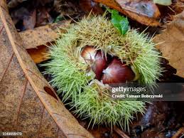 Attēlu rezultāti vaicājumam “Castanea sativa  fruit”