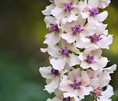 Attēlu rezultāti vaicājumam “Verbascum nigrum flower”