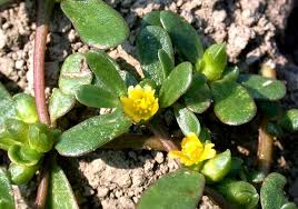 Attēlu rezultāti vaicājumam “Portulaca oleracea leaf”