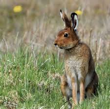 Attēlu rezultāti vaicājumam “Lepus timidus”