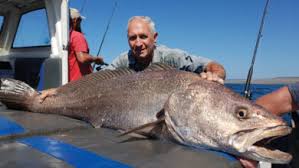 Image result for Petrus rupestris