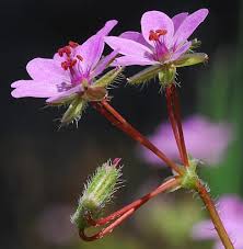 Attēlu rezultāti vaicājumam “Erodium cicutarium flower”