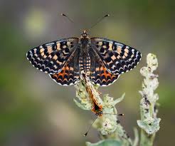 Attēlu rezultāti vaicājumam “Boloria titania underside”