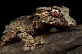 Attēlu rezultāti vaicājumam “Petractis sp.”