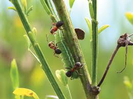 Attēlu rezultāti vaicājumam “Plebejus idas underside”