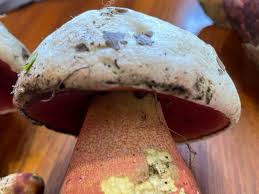 Attēlu rezultāti vaicājumam “Boletus luridus”