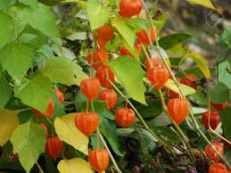 Image result for Lampionblume