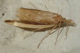 Attēlu rezultāti vaicājumam “Donacaula mucronella”