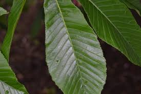 Attēlu rezultāti vaicājumam “Aesculus x hybrida leaf”