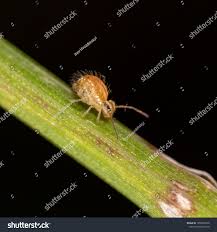 Attēlu rezultāti vaicājumam “Symphypleona”